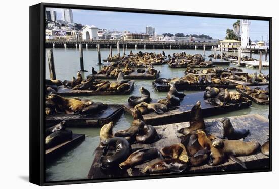 California Sea Lions-Alan Sirulnikoff-Framed Stretched Canvas