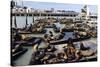 California Sea Lions-Alan Sirulnikoff-Stretched Canvas