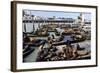 California Sea Lions-Alan Sirulnikoff-Framed Premium Photographic Print