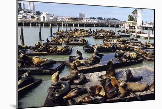 California Sea Lions-Alan Sirulnikoff-Mounted Premium Photographic Print