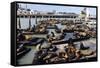 California Sea Lions-Alan Sirulnikoff-Framed Stretched Canvas