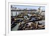 California Sea Lions-Alan Sirulnikoff-Framed Photographic Print