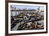 California Sea Lions-Alan Sirulnikoff-Framed Photographic Print