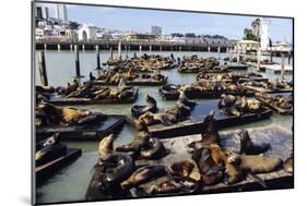 California Sea Lions-Alan Sirulnikoff-Mounted Photographic Print