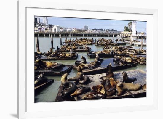 California Sea Lions-Alan Sirulnikoff-Framed Photographic Print