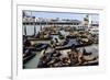 California Sea Lions-Alan Sirulnikoff-Framed Photographic Print