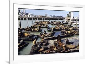 California Sea Lions-Alan Sirulnikoff-Framed Photographic Print