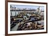 California Sea Lions-Alan Sirulnikoff-Framed Photographic Print