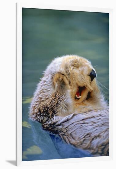 California Sea Otter floating face up, Monterey, California-Stuart Westmorland-Framed Photographic Print