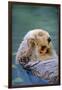 California Sea Otter floating face up, Monterey, California-Stuart Westmorland-Framed Photographic Print