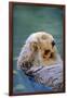 California Sea Otter floating face up, Monterey, California-Stuart Westmorland-Framed Photographic Print