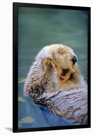 California Sea Otter floating face up, Monterey, California-Stuart Westmorland-Framed Photographic Print