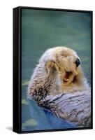 California Sea Otter floating face up, Monterey, California-Stuart Westmorland-Framed Stretched Canvas