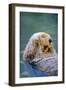 California Sea Otter floating face up, Monterey, California-Stuart Westmorland-Framed Photographic Print