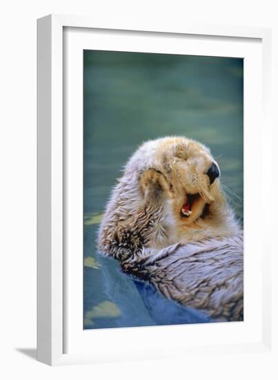 California Sea Otter floating face up, Monterey, California-Stuart Westmorland-Framed Photographic Print
