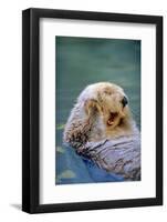 California Sea Otter floating face up, Monterey, California-Stuart Westmorland-Framed Photographic Print