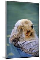 California Sea Otter floating face up, Monterey, California-Stuart Westmorland-Mounted Photographic Print