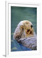 California Sea Otter floating face up, Monterey, California-Stuart Westmorland-Framed Premium Photographic Print