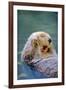 California Sea Otter floating face up, Monterey, California-Stuart Westmorland-Framed Premium Photographic Print