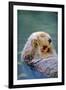 California Sea Otter floating face up, Monterey, California-Stuart Westmorland-Framed Photographic Print