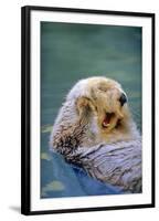 California Sea Otter floating face up, Monterey, California-Stuart Westmorland-Framed Photographic Print