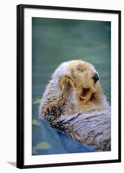 California Sea Otter floating face up, Monterey, California-Stuart Westmorland-Framed Photographic Print