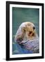 California Sea Otter floating face up, Monterey, California-Stuart Westmorland-Framed Photographic Print