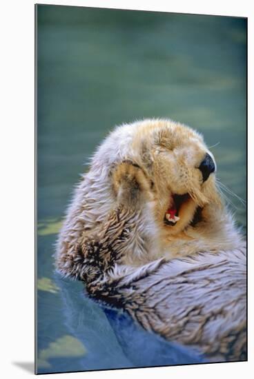 California Sea Otter floating face up, Monterey, California-Stuart Westmorland-Mounted Photographic Print