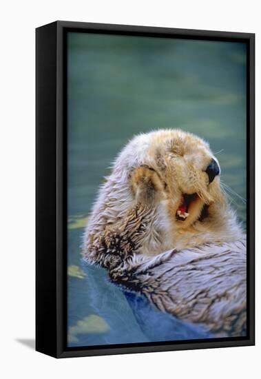 California Sea Otter floating face up, Monterey, California-Stuart Westmorland-Framed Stretched Canvas