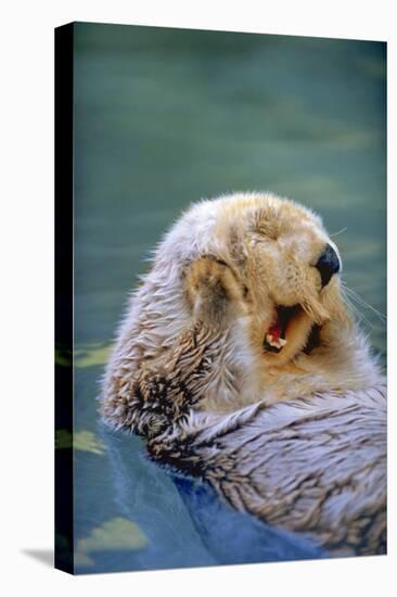 California Sea Otter floating face up, Monterey, California-Stuart Westmorland-Stretched Canvas