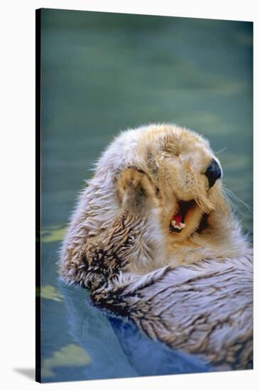 California Sea Otter floating face up, Monterey, California-Stuart Westmorland-Stretched Canvas