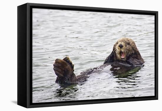 California Sea Otter-Hal Beral-Framed Stretched Canvas