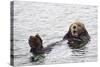 California Sea Otter-Hal Beral-Stretched Canvas