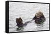 California Sea Otter-Hal Beral-Framed Stretched Canvas