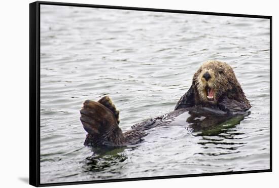 California Sea Otter-Hal Beral-Framed Stretched Canvas