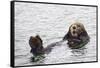 California Sea Otter-Hal Beral-Framed Stretched Canvas