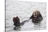 California Sea Otter-Hal Beral-Stretched Canvas