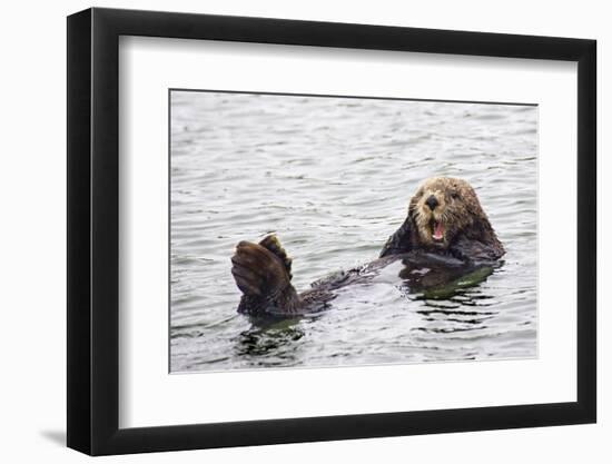 California Sea Otter-Hal Beral-Framed Premium Photographic Print