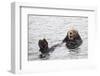 California Sea Otter-Hal Beral-Framed Premium Photographic Print