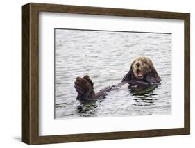 California Sea Otter-Hal Beral-Framed Photographic Print