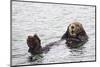 California Sea Otter-Hal Beral-Mounted Photographic Print