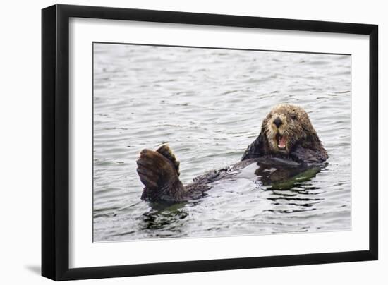 California Sea Otter-Hal Beral-Framed Photographic Print