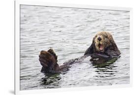 California Sea Otter-Hal Beral-Framed Photographic Print