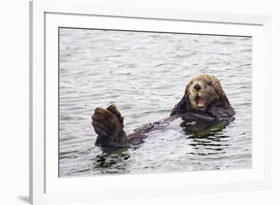 California Sea Otter-Hal Beral-Framed Photographic Print