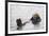 California Sea Otter-Hal Beral-Framed Photographic Print