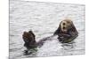 California Sea Otter-Hal Beral-Mounted Photographic Print