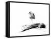 California Seagull, 2012,-Nancy Moniz Charalambous-Framed Stretched Canvas