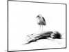 California Seagull, 2012,-Nancy Moniz Charalambous-Mounted Giclee Print