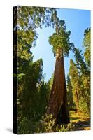 California, Sequoia, Kings Canyon National Park, General Grant Tree-Bernard Friel-Stretched Canvas