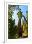 California, Sequoia, Kings Canyon National Park, General Grant Tree-Bernard Friel-Framed Premium Photographic Print